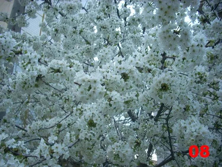 08 Кипень цветения черешни в одном из спальных микрорайонов Ташкента 09 - фото 8