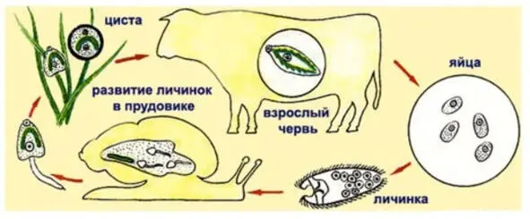 Этот паразитический плоский червь проводит свою жизнь в разных состояниях - фото 2