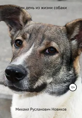 Михаил Новиков - Один день из жизни собаки