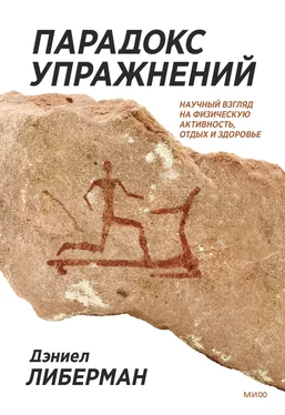 Дэниел Либерман Парадокс упражнений. Научный взгляд на физическую активность, отдых и здоровье обложка книги