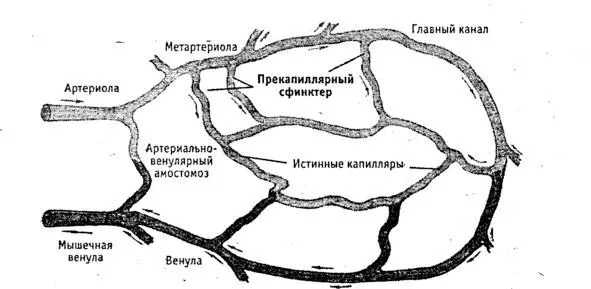 Капиллярная система На рисунке показаны сосуды и капилляры соединяющие - фото 6
