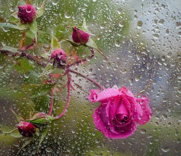 И заглянула осенью Ко мне в окошко роза А за стеклом с дождинками Смешались - фото 2