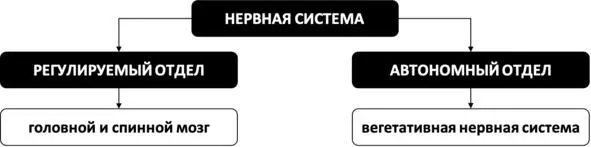 Рис 4 Устройство нервной системы Устройство вегетативной нервной системы - фото 5