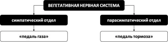 Рис 5 Устройство вегетативной нервной системы Инстинкт самосохранения В - фото 6