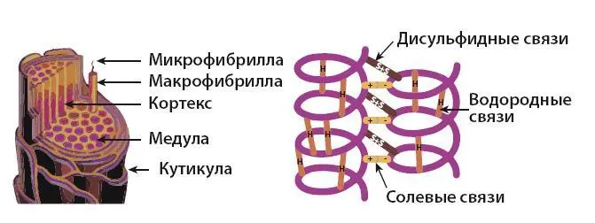 Рис 3 Посмотри на спиралевидные цепочки они называются аминокислотными - фото 4