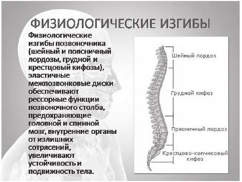 Нарушение формы уплощение или выпуклость позвоночного столба выше допустимых - фото 2