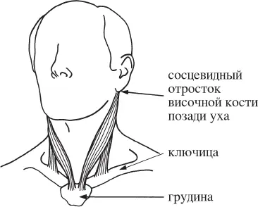 Рис 41Прикрепление грудиноключичнососцевидной мышцы Кейт 51 год - фото 15