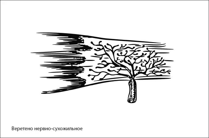 Рис 8 Строение сухожильного аппарата Гольджи Таким образом мышца выполняет - фото 24