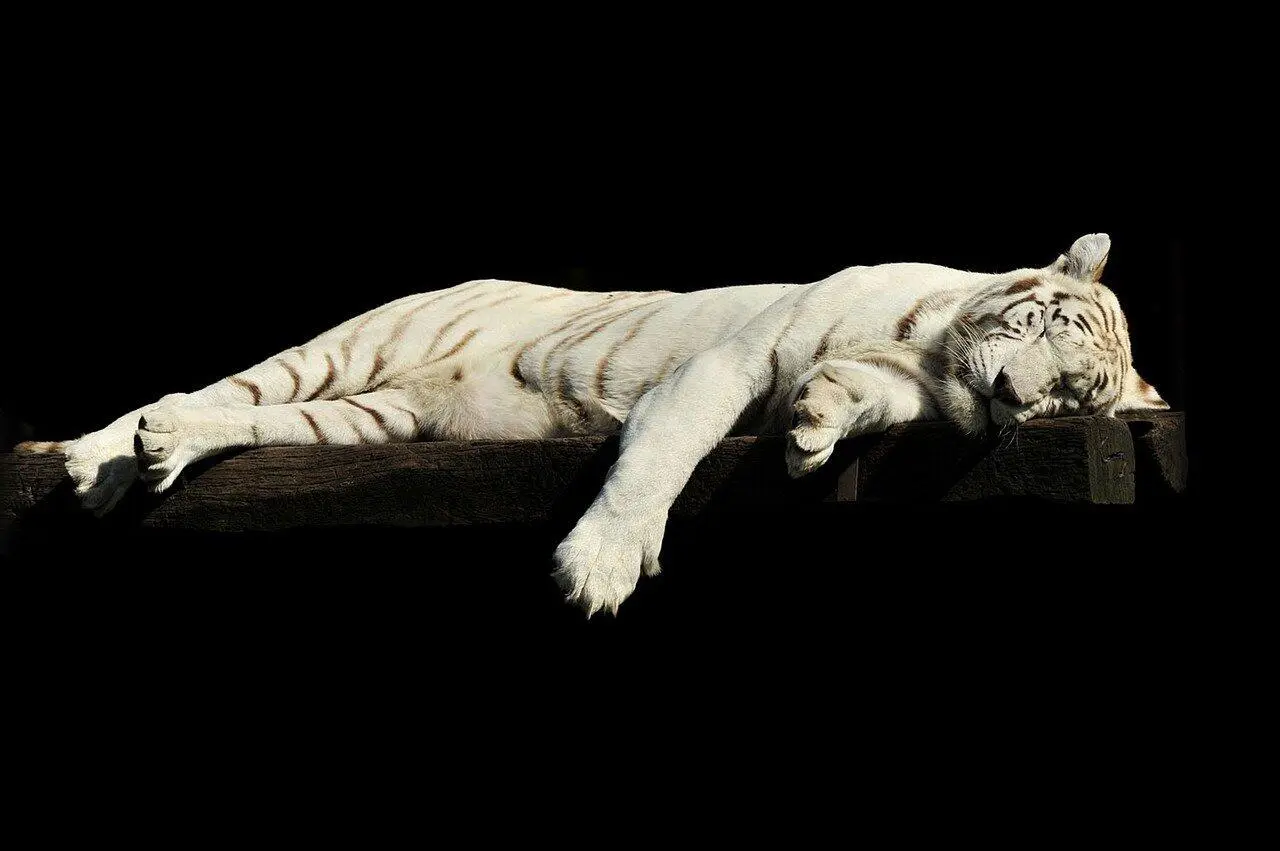 Fig 203 Zero of Cups A sleeping tiger 154 154 Downloaded from - фото 132
