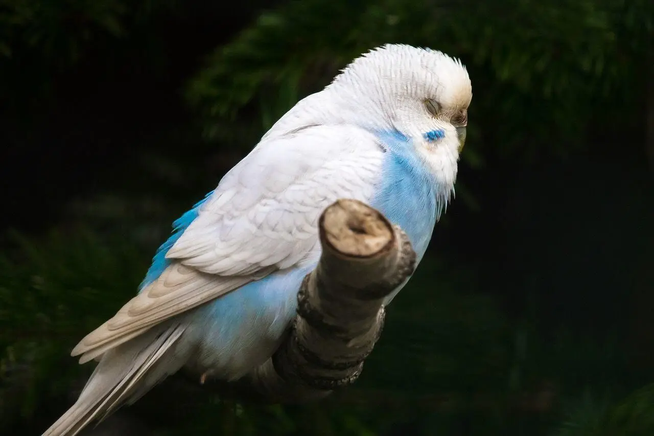 Fig 204 Zero of Cups A napping parrot 155 155 Downloaded from - фото 133