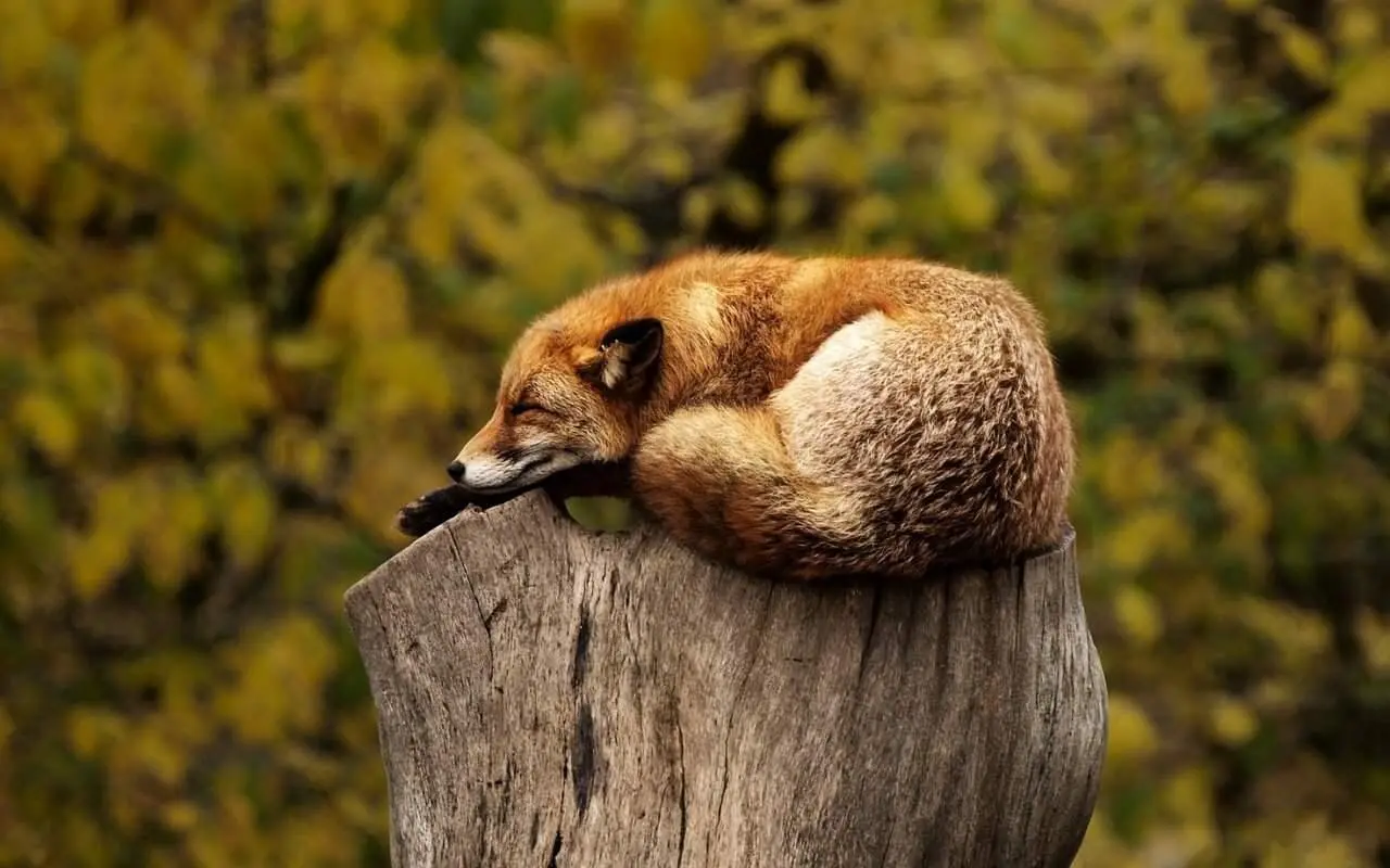 Fig 205 Zero of Cups A sleeping fox 156 156 Downloaded from - фото 134