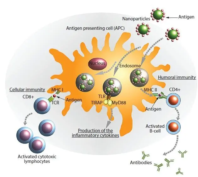 Figure 12 Antigens are delivered to antigenpresenting cells APCs using - фото 3