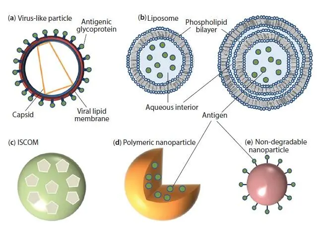 Figure 14 A schematic illustration of various NPs that have been used as - фото 5