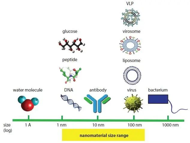 Figure 13 The size comparison of various biological systems used in - фото 4