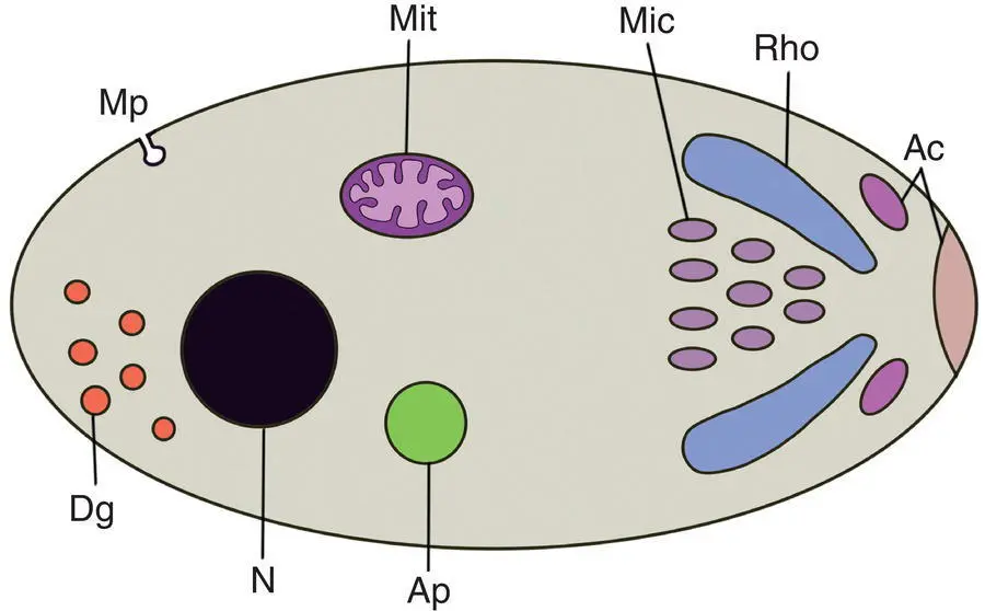 Figure 39 Generalized diagram of the invasive stage of an apicomplexan - фото 17