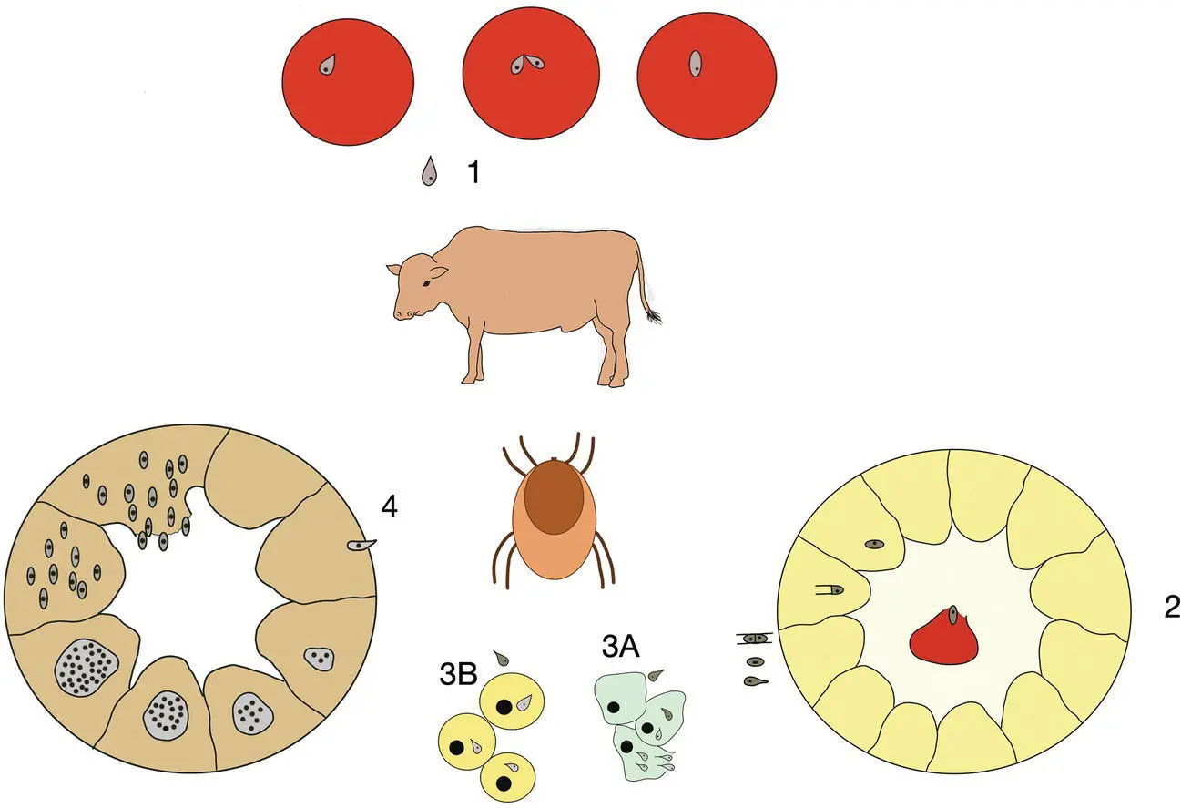 Figure 312 Life cycle of Babesia spp 1 An infected tick injects saliva - фото 20