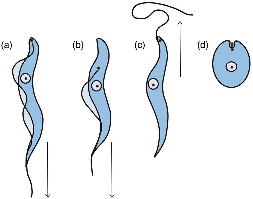 Figure 42 Morphological forms of trypanosomes a Trypomastigote b - фото 27