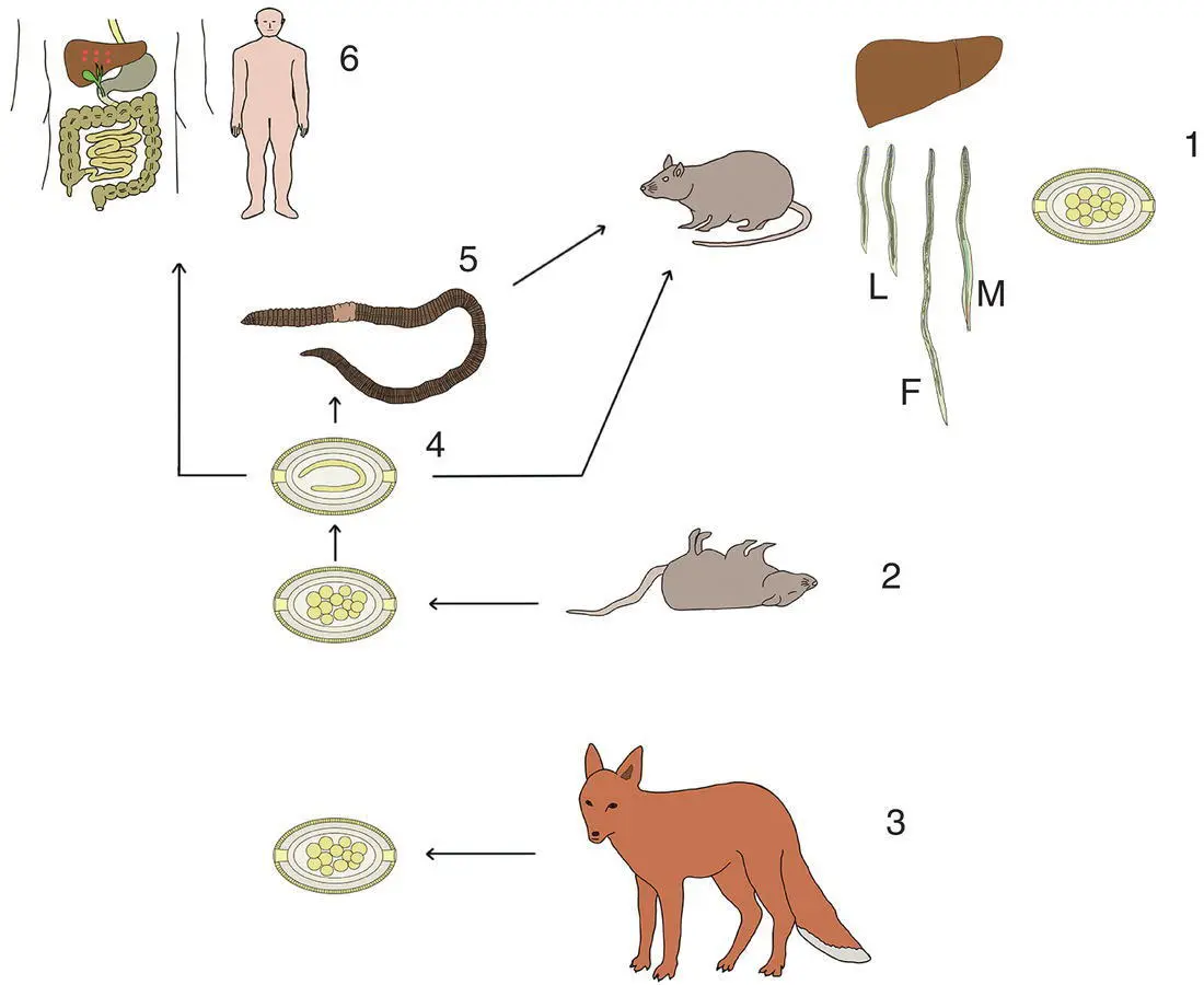Figure 12 Life cycle of the nematode Capillaria hepatica illustrating the role - фото 5