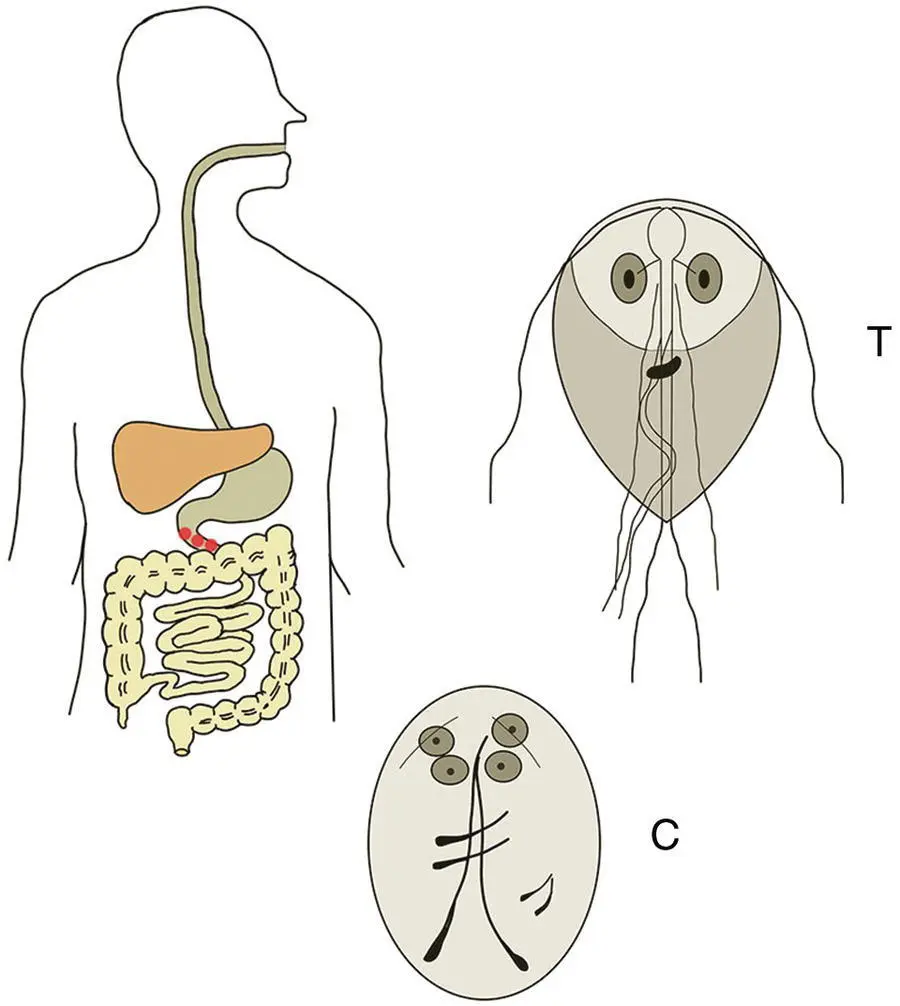 Figure 36 Life cycle of Giardia duodenalis The trophozoite stage T - фото 14
