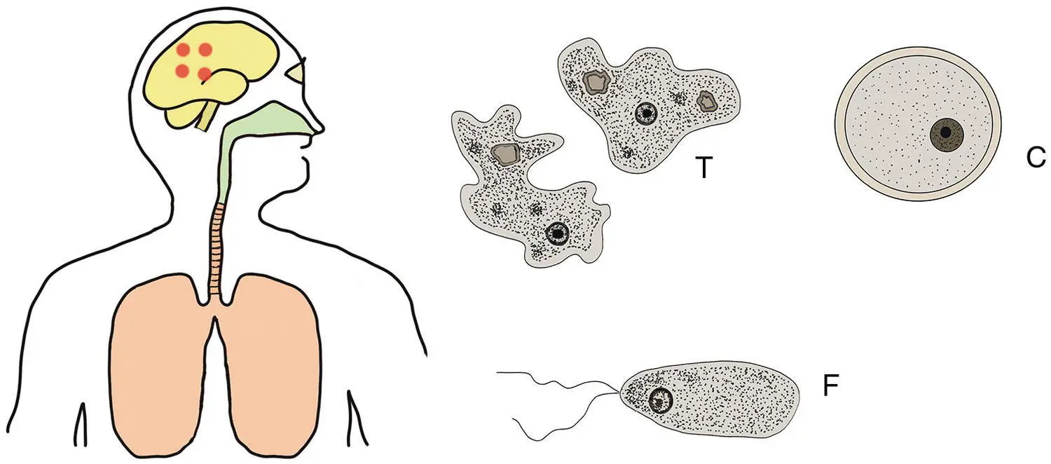 Figure 33 Life cycle of Naegleria fowleri This is normally a freeliving - фото 11