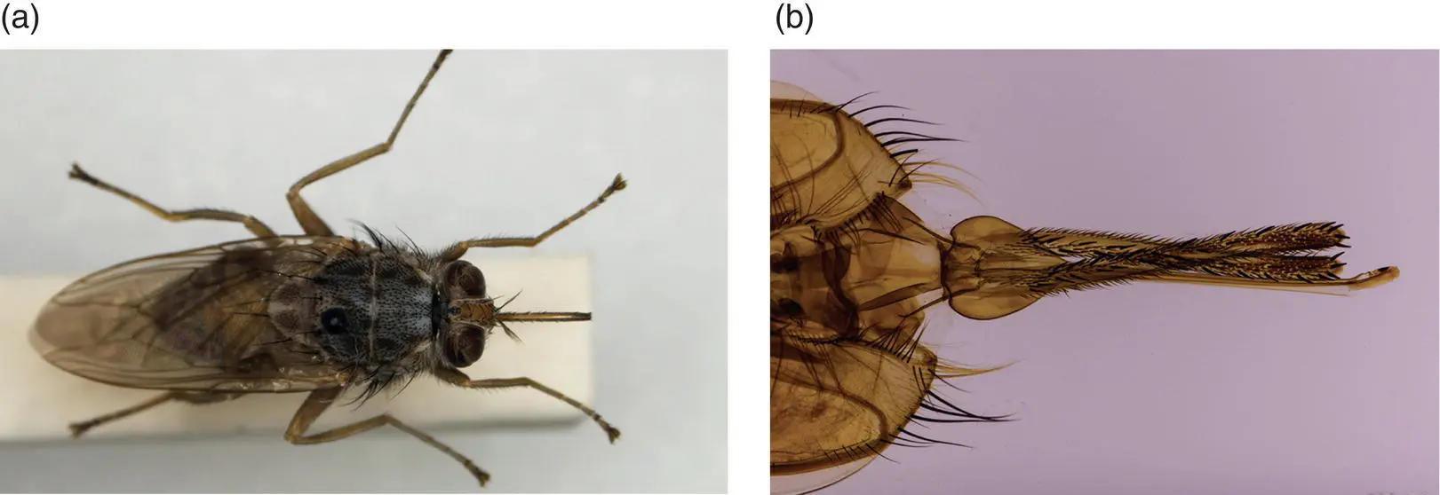 Figure 47 Tsetse fly Glossina spp a Adult fly There are currently 23 - фото 32