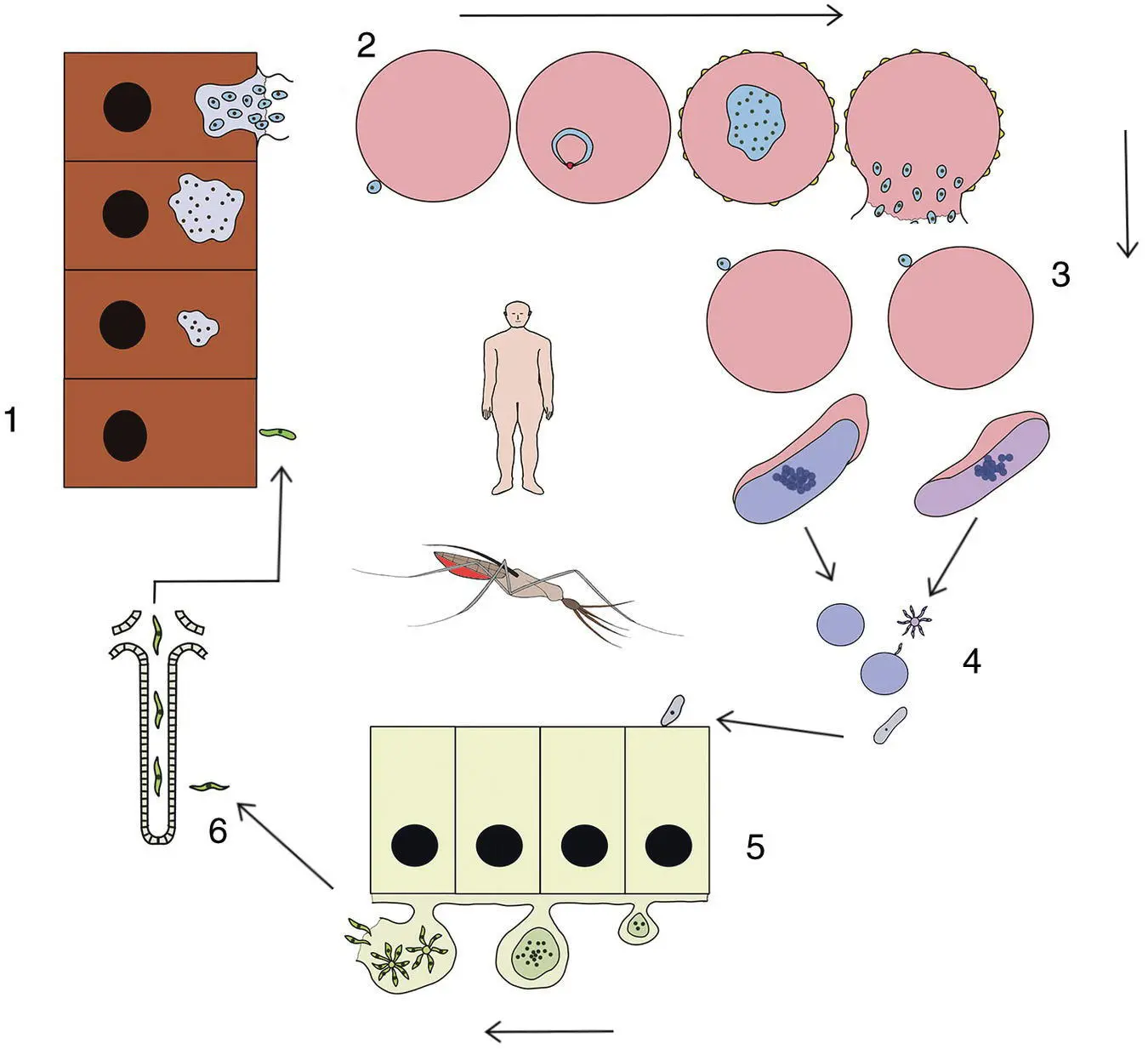 Figure 310 Life cycle of Plasmodium falciparum 1 An infected mosquito - фото 18