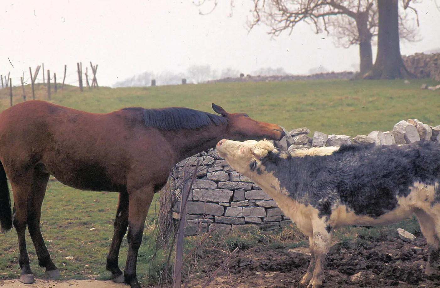 Figure 11 Different species will sometimes cooperate for mutual benefit - фото 4