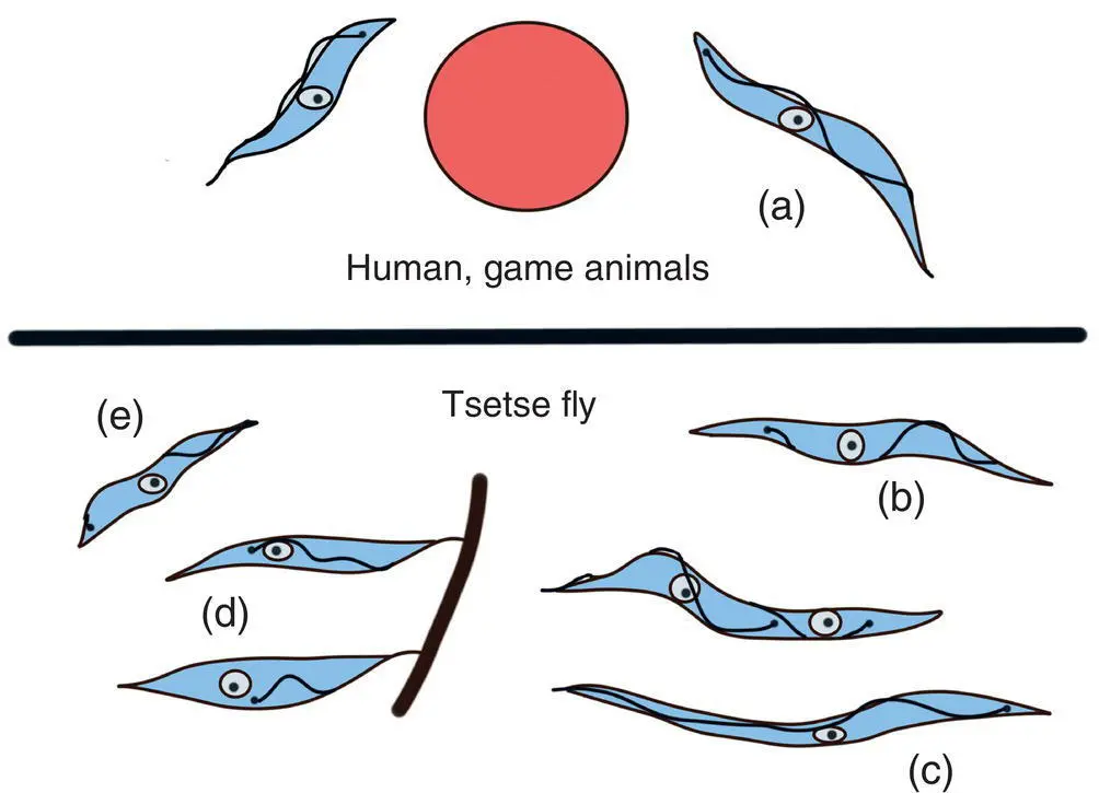 Figure 48 Life cycle stages of Trypanosoma brucei gambiense a Long and - фото 33