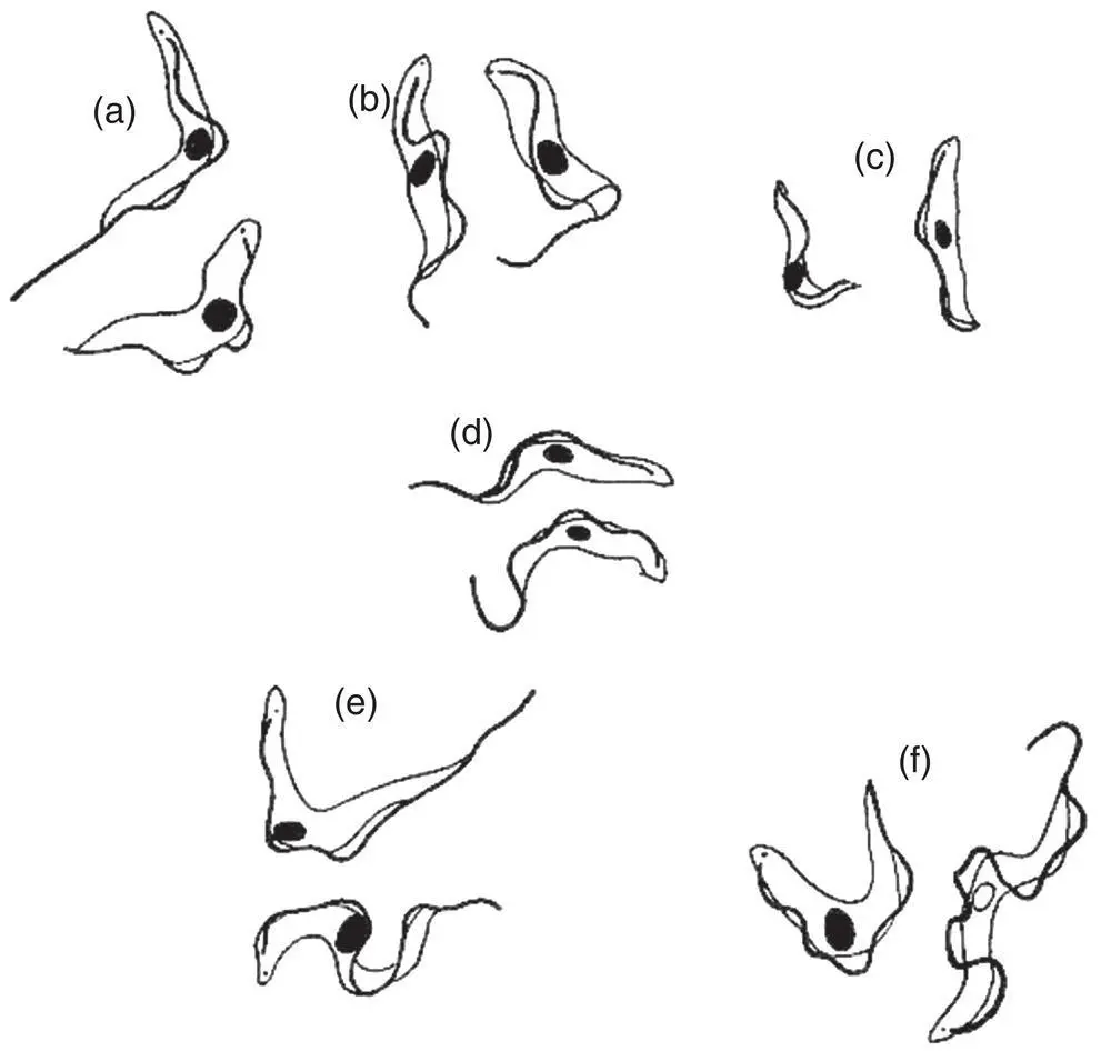 Figure 46 Diagrammatic representation of some Trypanosoma species All are - фото 31
