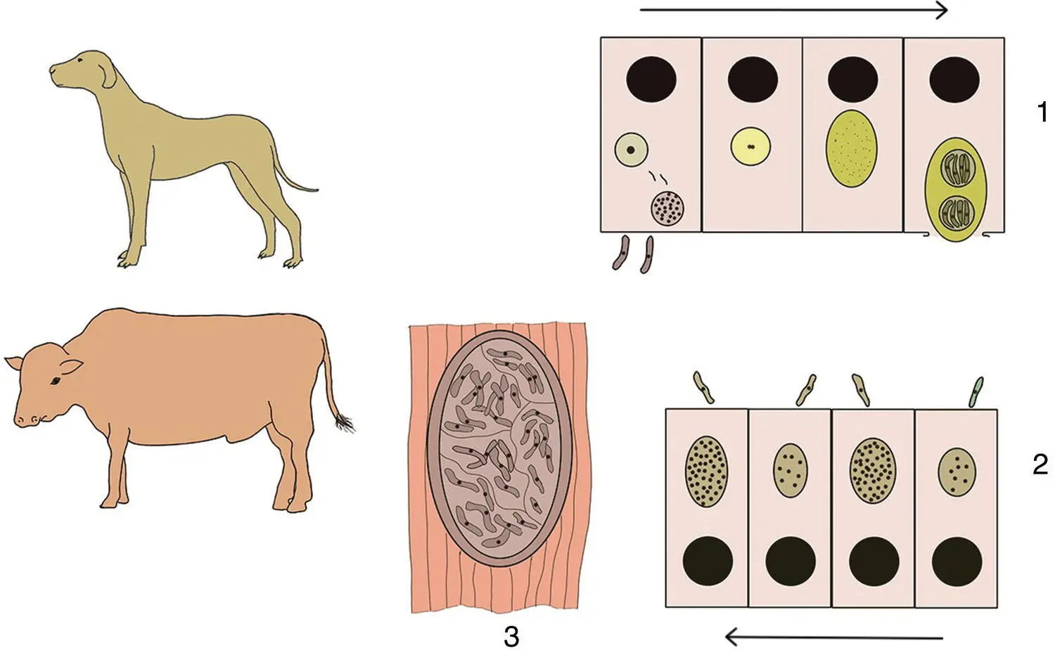 Figure 314 Life cycle of Sarcocystis bovicanis 1 Digestion of a sarcocyst - фото 22