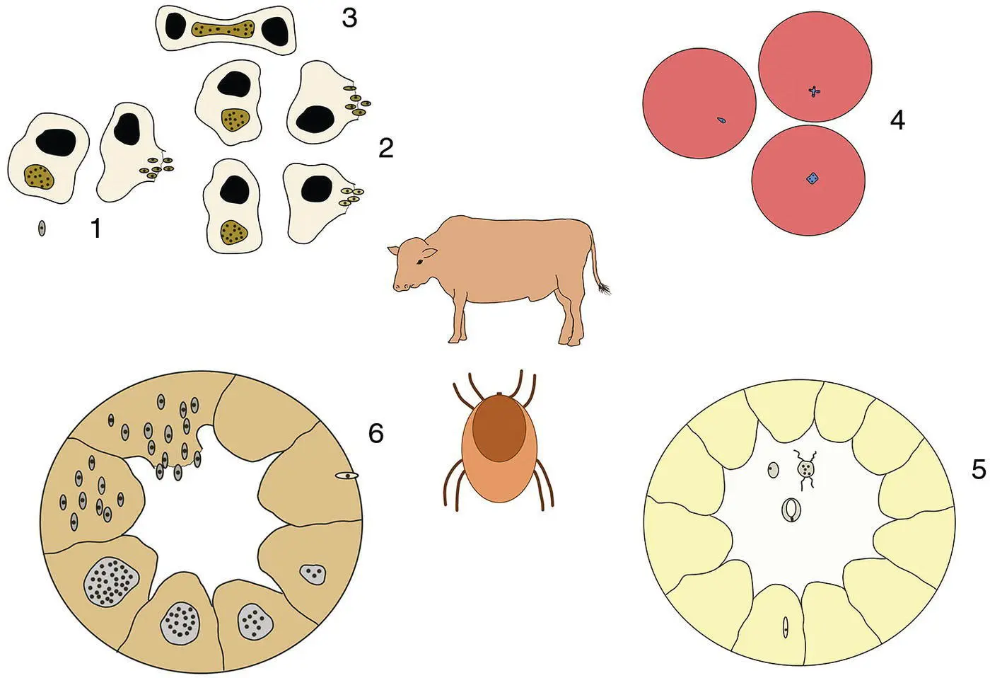 Figure 311 Life cycle of Theileria parva 1 An infected tick injects - фото 19