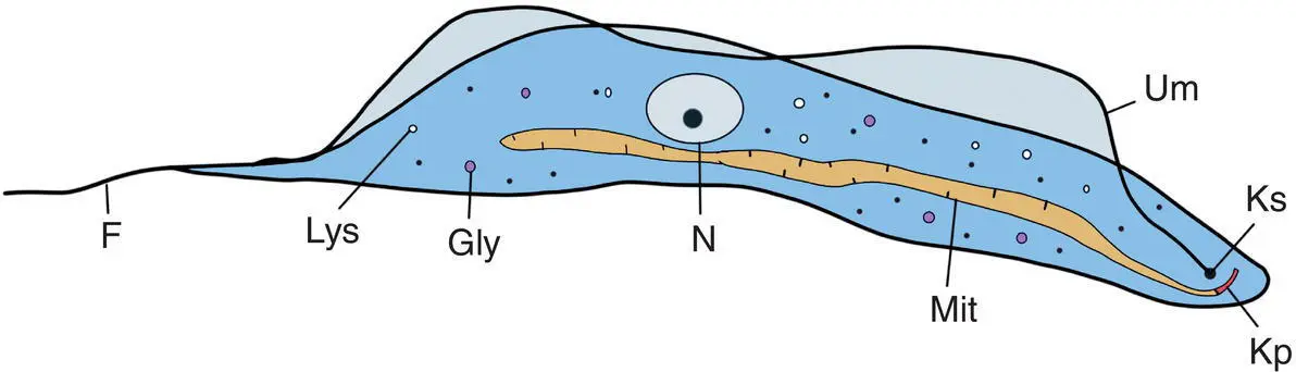 Figure 41 Diagram of a typical trypanosome Kp kinetoplast Ks kinetosome - фото 26