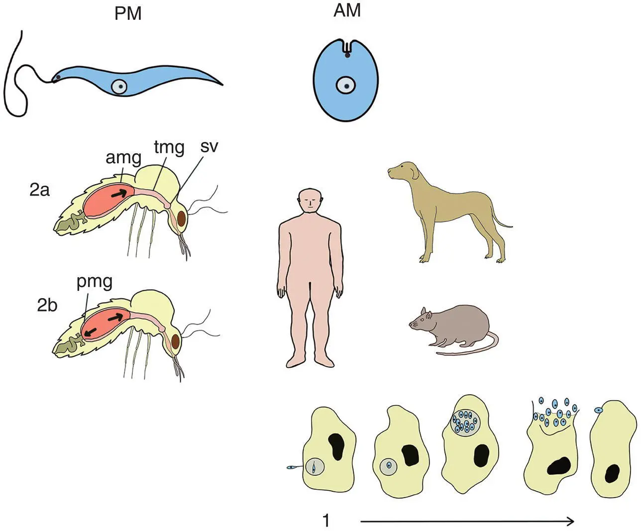 Figure 44 Generalized life cycle of Leishmania spp The parasite exists in the - фото 29