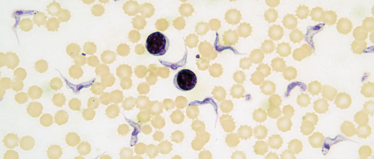 Figure 49 Light microscope photograph of trypomastigote stages of Trypanosoma - фото 34