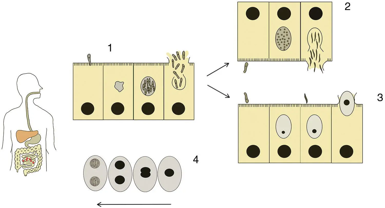 Figure 313 Life cycle of Isospora belli 1 Infection commences following - фото 21