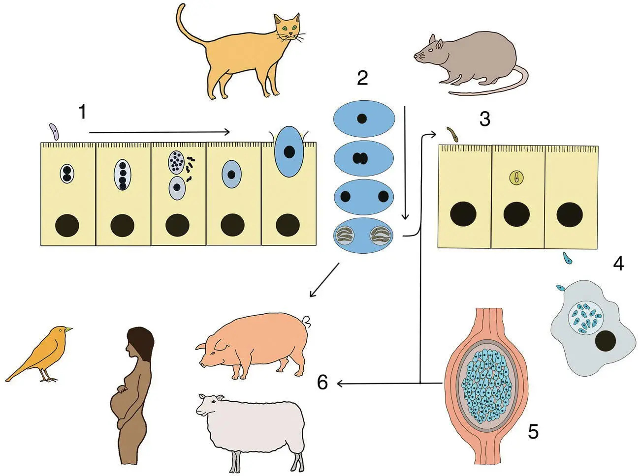 Figure 317 Life cycle of Toxoplasma gondii 1 Cats acquire their infection - фото 25