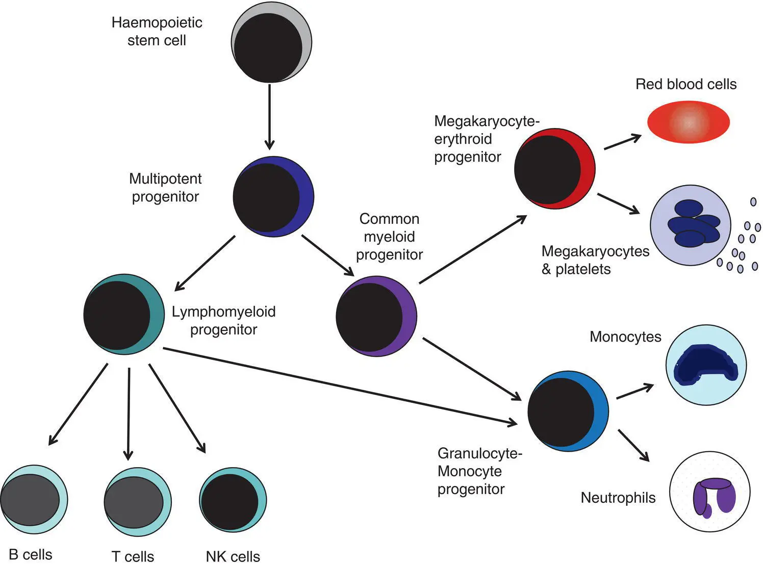 Fig 12 A simplified scheme of the fetal haemopoietic stem and progenitor cell - фото 3