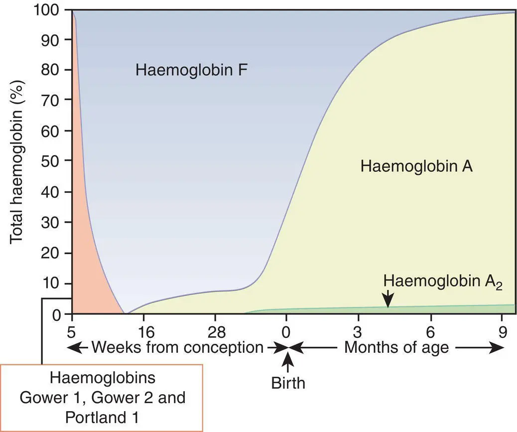 Fig 14 Diagrammatic representation of the sites and rates of synthesis of - фото 5