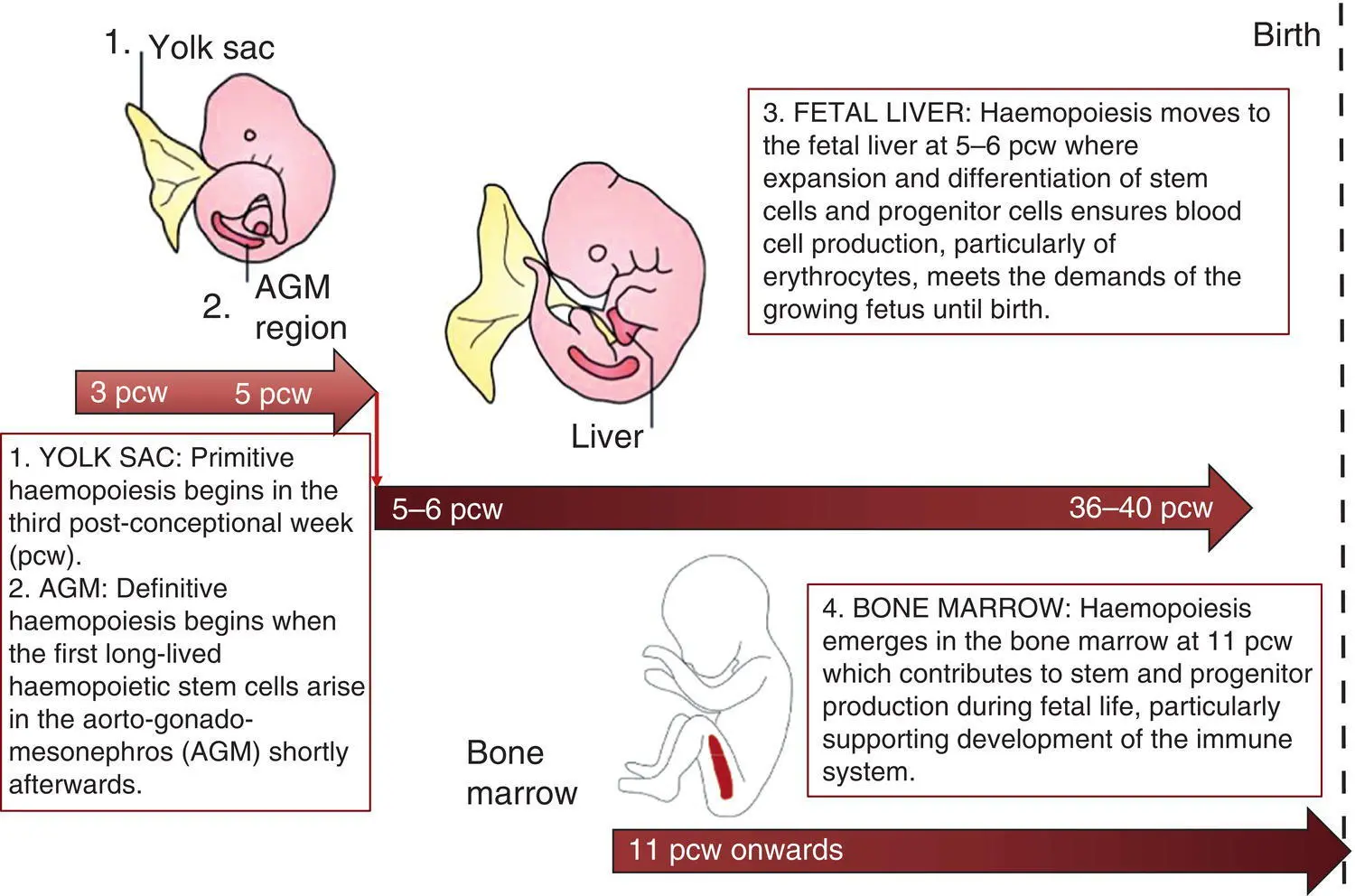 Fig 11 Ontogeny of human haemopoiesis in embryonic and fetal life AGM - фото 2