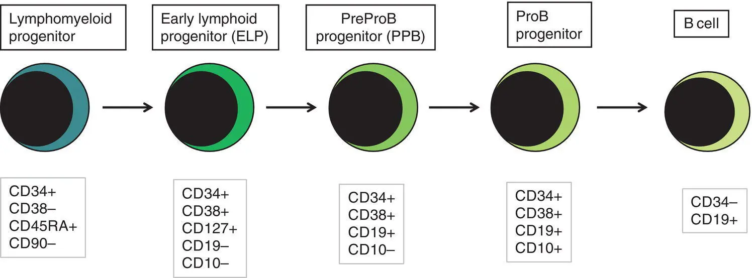 Fig 13 Immunophenotypically defined progenitor populations along the B cell - фото 4