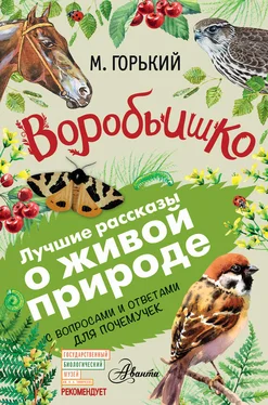 Максим Горький Воробьишко. Рассказы с вопросами и ответами для почемучек обложка книги