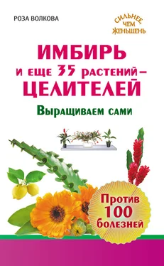 Роза Волкова Имбирь и еще 35 растений-целителей. Выращиваем сами. Против 100 болезней обложка книги