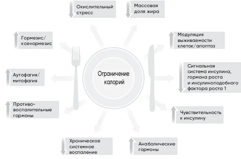 Рис 21 Эффект от ограничения калорий Перенося эту идею на людей Росс в 1959 - фото 6