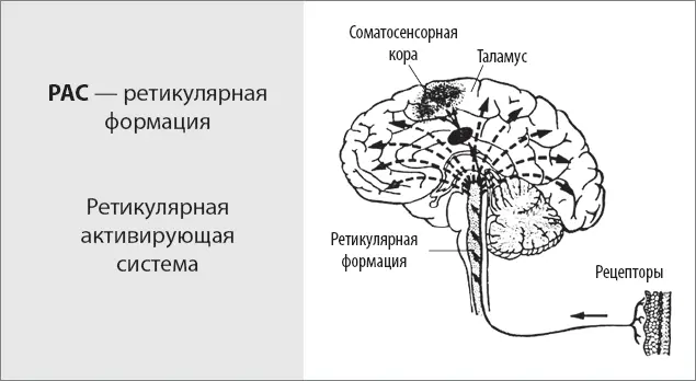 Расположение РАС Существует также специальный орган под названием ретикулярная - фото 6