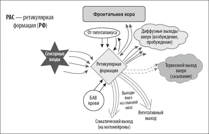 Как работает РАС Не совсем понятно причем тут деньги и богатство Подождите - фото 7