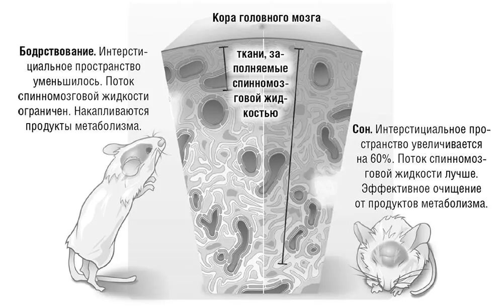 Рис 2 Интерстициальное пространство в коре головного мозга мыши через - фото 3