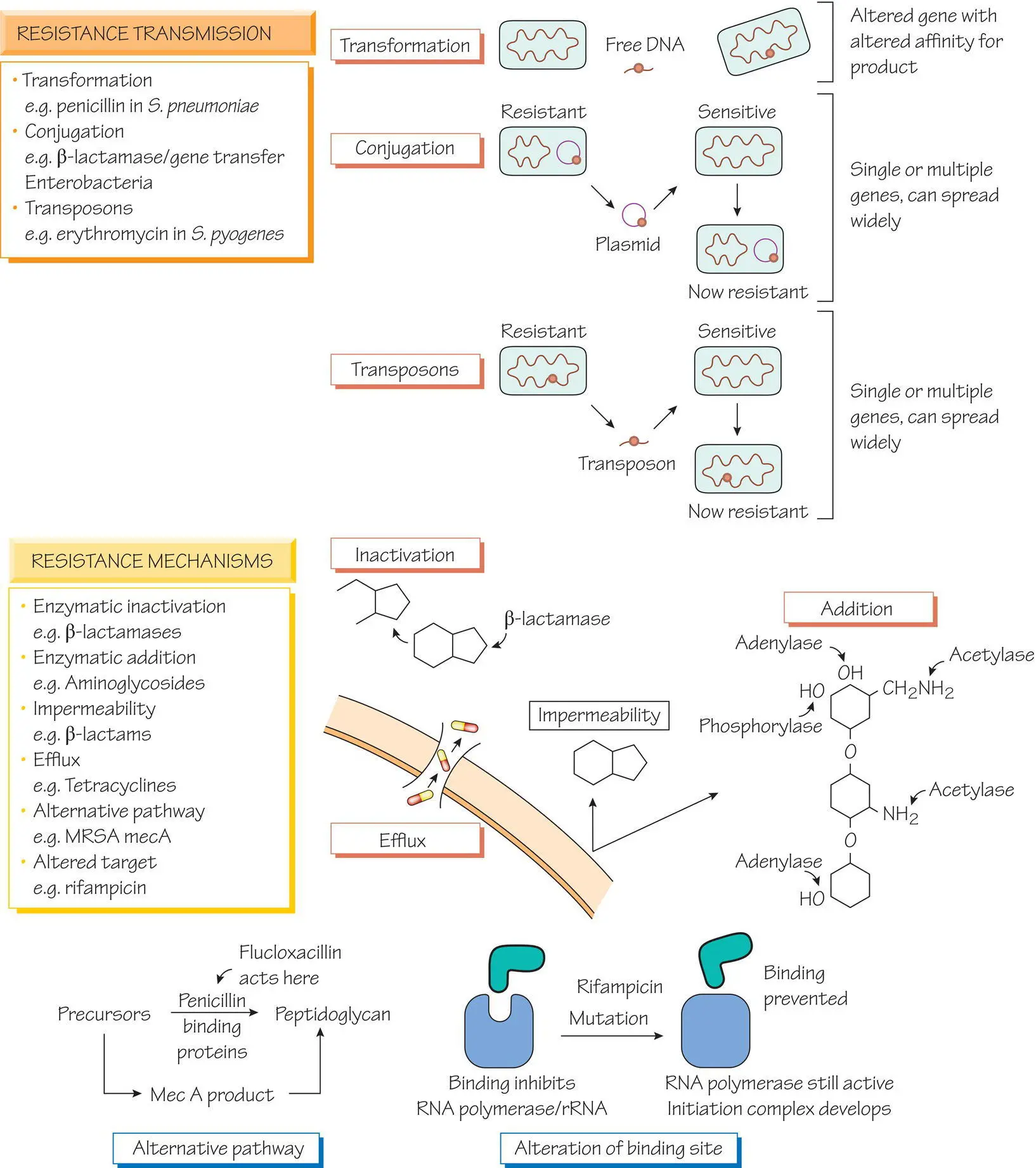 Resistance occurs when a previously susceptible organism is no longer inhibited - фото 12