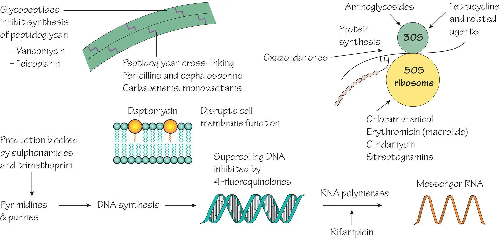 Betalactam antibiotics Penicillins Cephalosporins monobactams and - фото 10