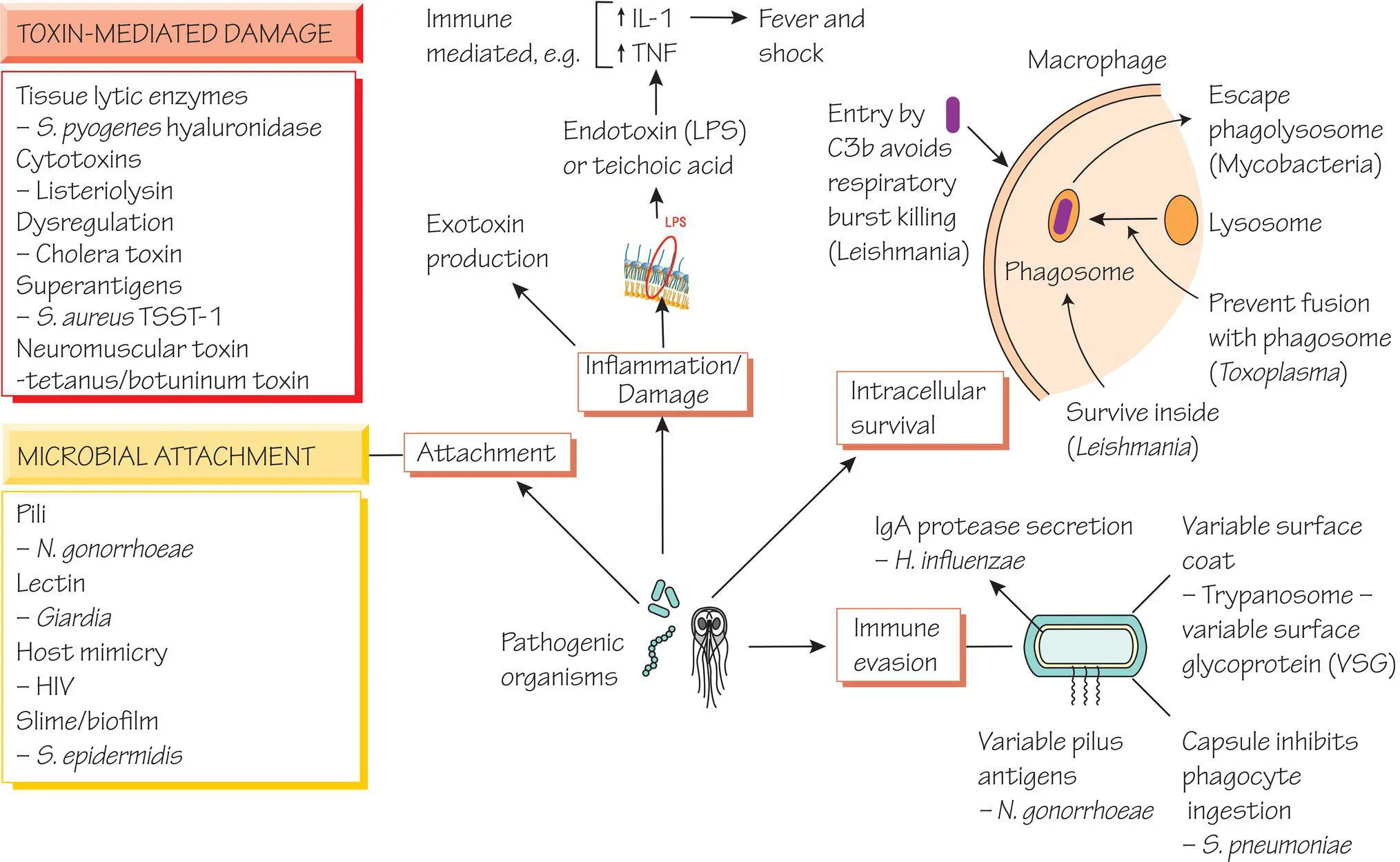 Definitions Humans encounter bacteria viruses and parasites that do not cause - фото 7
