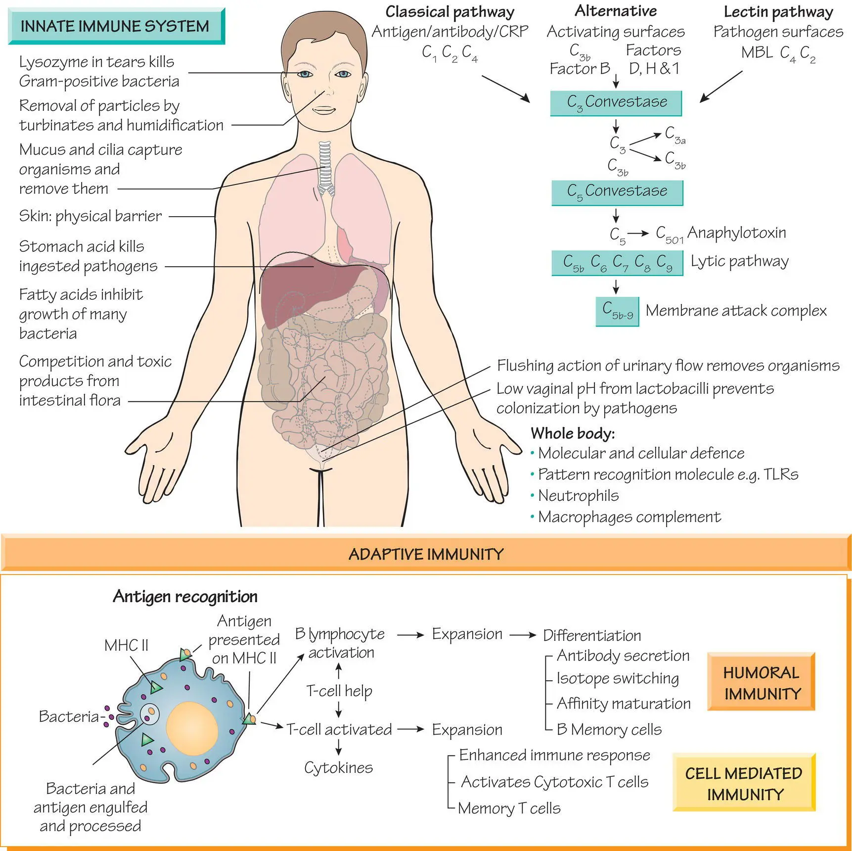The innate immune system which consists of the normal flora physical barriers - фото 5